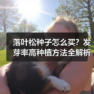 落叶松种子怎么买?发芽率高种植方法全解析(图2) 落叶松种子怎么买?发芽率高种植方法全解析(图2)