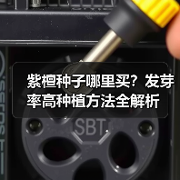 紫檀种子哪里买？发芽率高种植方法全解析（图2）
