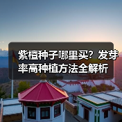 紫檀种子哪里买？发芽率高种植方法全解析（图3）