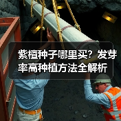 紫檀种子哪里买?发芽率高种植方法全解析(图4) 紫檀种子哪里买?发芽率高种植方法全解析(图4)