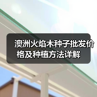 澳洲火焰木种子批发价格及种植方法详解(图3) 澳洲火焰木种子批发价格及种植方法详解(图3)