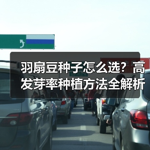 羽扇豆种子怎么选？高发芽率种植方法全解析（图2）
