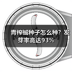 青榨槭种子怎么种?发芽率高达93%(图1) 青榨槭种子怎么种?发芽率高达93%(图1)