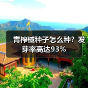 青榨槭种子怎么种?发芽率高达93%(图2) 青榨槭种子怎么种?发芽率高达93%(图2)