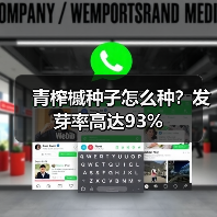 青榨槭种子怎么种？发芽率高达93%（图3）