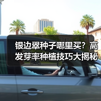 银边翠种子哪里买？高发芽率种植技巧大揭秘（图3）