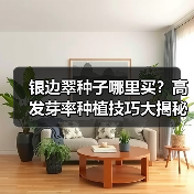 银边翠种子哪里买？高发芽率种植技巧大揭秘（图4）