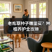 老鹰草种子哪里买？种植养护全攻略（图1）
