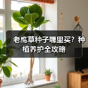 老鹰草种子哪里买?种植养护全攻略(图4) 老鹰草种子哪里买?种植养护全攻略(图4)