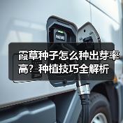 霞草种子怎么种出芽率高？种植技巧全解析（图1）