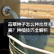 霞草种子怎么种出芽率高？种植技巧全解析（图2）