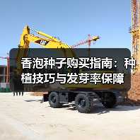 香泡种子购买指南：种植技巧与发芽率保障（图3）