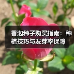 香泡种子购买指南：种植技巧与发芽率保障（图4）