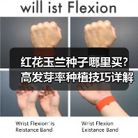 红花玉兰种子哪里买？高发芽率种植技巧详解（图2）