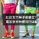 红花玉兰种子哪里买?高发芽率种植技巧详解(图4) 红花玉兰种子哪里买?高发芽率种植技巧详解(图4)