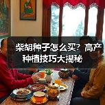 柴胡种子怎么买?高产种植技巧大揭秘(图2) 柴胡种子怎么买?高产种植技巧大揭秘(图2)