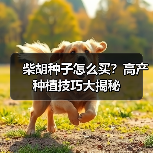 柴胡种子怎么买？高产种植技巧大揭秘（图1）