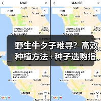 野生牛夕子难寻?高效种植方法+种子选购指南,稳产高收全解析(图4) 野生牛夕子难寻?高效种植方法+种子选购指南,稳产高收全解析(图4)
