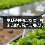 牛膝子种植全攻略：种子选购与高产实用技巧（图1）