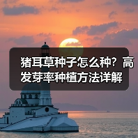 猪耳草种子怎么种？高发芽率种植方法详解（图3）