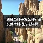 猪耳草种子怎么种？高发芽率种植方法详解（图4）