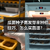 瓜蒌种子高发芽率种植技巧，怎么买靠谱？（图3）