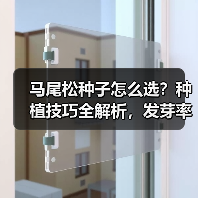 马尾松种子怎么选？种植技巧全解析，发芽率高推荐购买（图2）