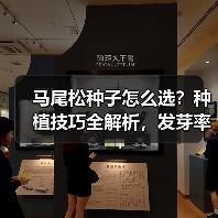 马尾松种子怎么选？种植技巧全解析，发芽率高推荐购买（图4）