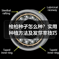 桧柏种子怎么种?实用种植方法及发芽率技巧(图1) 桧柏种子怎么种?实用种植方法及发芽率技巧(图1)
