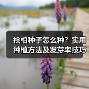 桧柏种子怎么种？实用种植方法及发芽率技巧（图4）