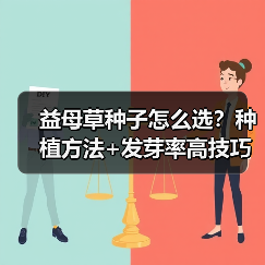 益母草种子怎么选？种植方法+发芽率高技巧全解析（图2）