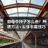益母草种子怎么选？种植方法+发芽率高技巧全解析（图3）