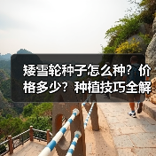 矮雪轮种子怎么种?价格多少?种植技巧全解析(图2) 矮雪轮种子怎么种?价格多少?种植技巧全解析(图2)