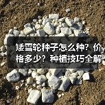 矮雪轮种子怎么种?价格多少?种植技巧全解析(图4) 矮雪轮种子怎么种?价格多少?种植技巧全解析(图4)