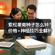 紫松果菊种子怎么种？价格+种植技巧全解析（图1）