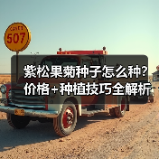 紫松果菊种子怎么种？价格+种植技巧全解析（图4）