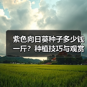紫色向日葵种子多少钱一斤?种植技巧与观赏价值详解(图2) 紫色向日葵种子多少钱一斤?种植技巧与观赏价值详解(图2)