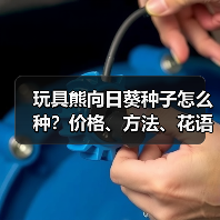 玩具熊向日葵种子怎么种？价格、方法、花语全解析（图2）
