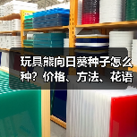 玩具熊向日葵种子怎么种？价格、方法、花语全解析（图1）