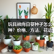 玩具熊向日葵种子怎么种？价格、方法、花语全解析（图3）