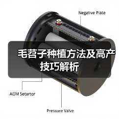 毛苕子种植方法及高产技巧解析（图4）