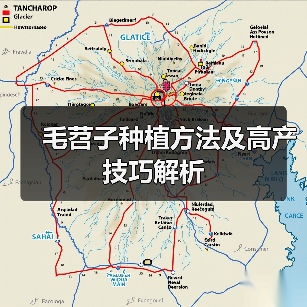 毛苕子种植方法及高产技巧解析（图3）