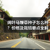阔叶马鞭草种子怎么种?价格及栽培要点全解析(图3) 阔叶马鞭草种子怎么种?价格及栽培要点全解析(图3)