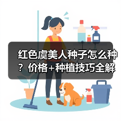 红色虞美人种子怎么种？价格+种植技巧全解析（图2）
