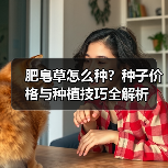肥皂草怎么种？种子价格与种植技巧全解析（图1）