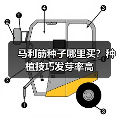 马利筋种子哪里买？种植技巧发芽率高（图1）