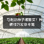 马利筋种子哪里买？种植技巧发芽率高（图2）