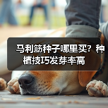 马利筋种子哪里买？种植技巧发芽率高（图4）