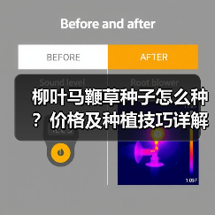 柳叶马鞭草种子怎么种？价格及种植技巧详解（图1）