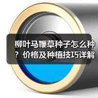 柳叶马鞭草种子怎么种？价格及种植技巧详解（图3）